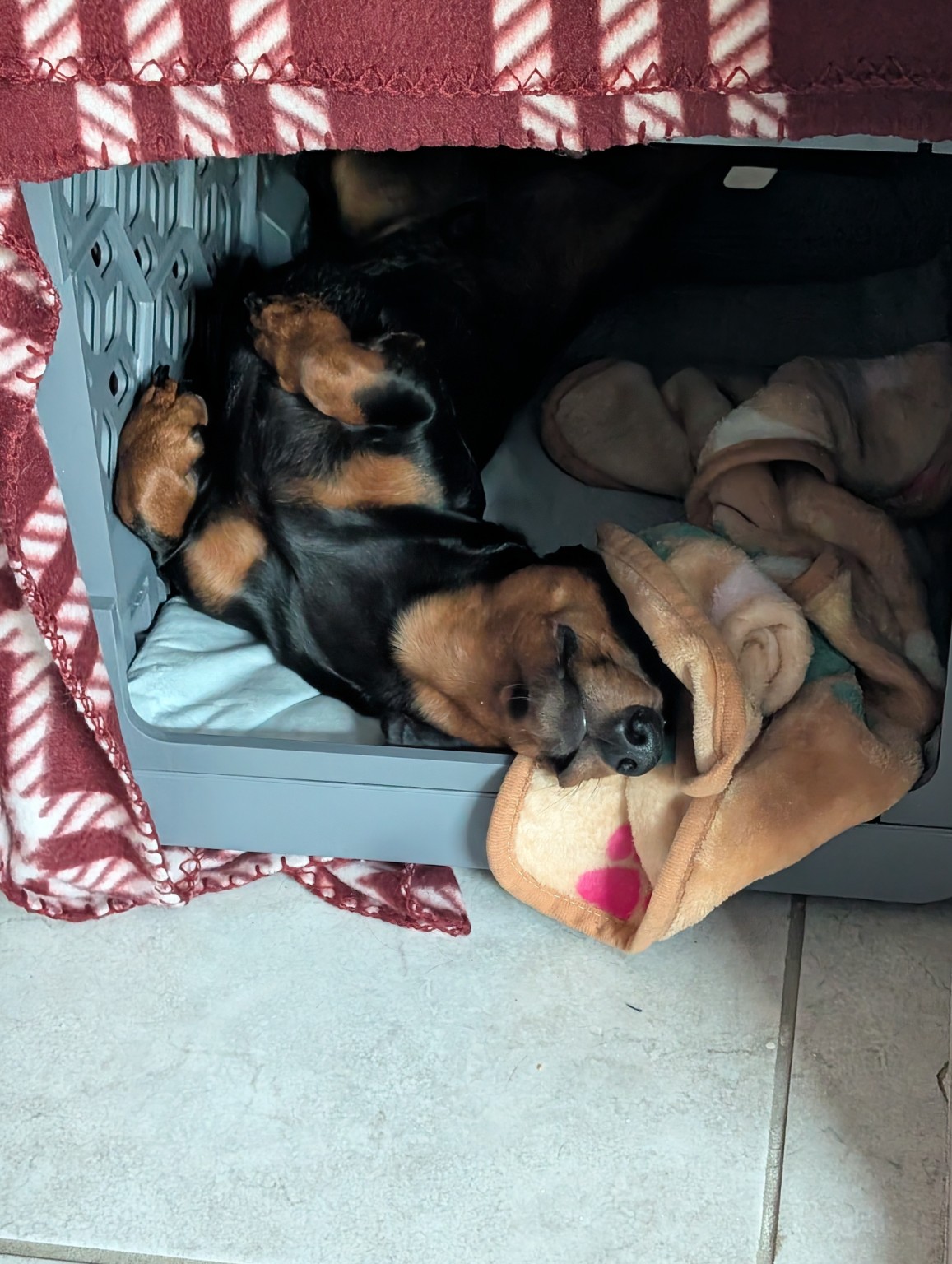 Dog sleeping comfortably in a cozy space