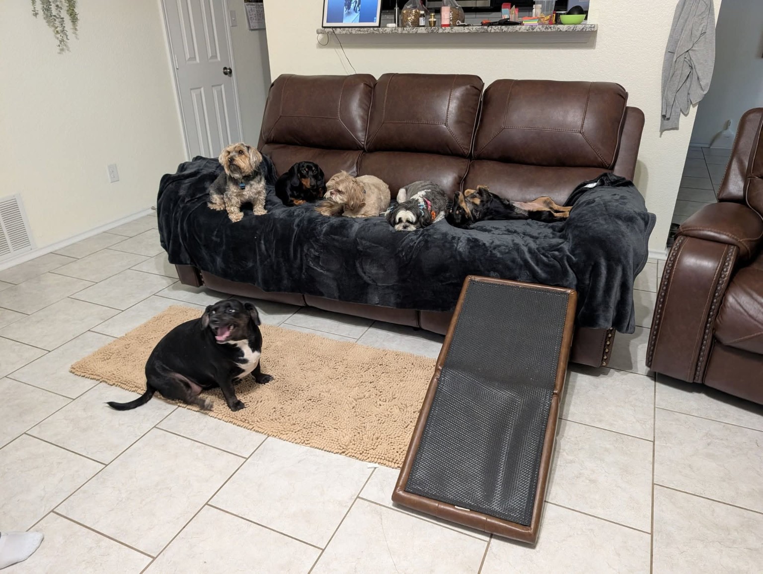Dogs relaxing together at Cujo & Co.