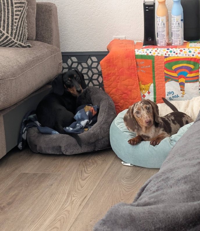 Two guest dachshunds relaxing in cozy dog beds