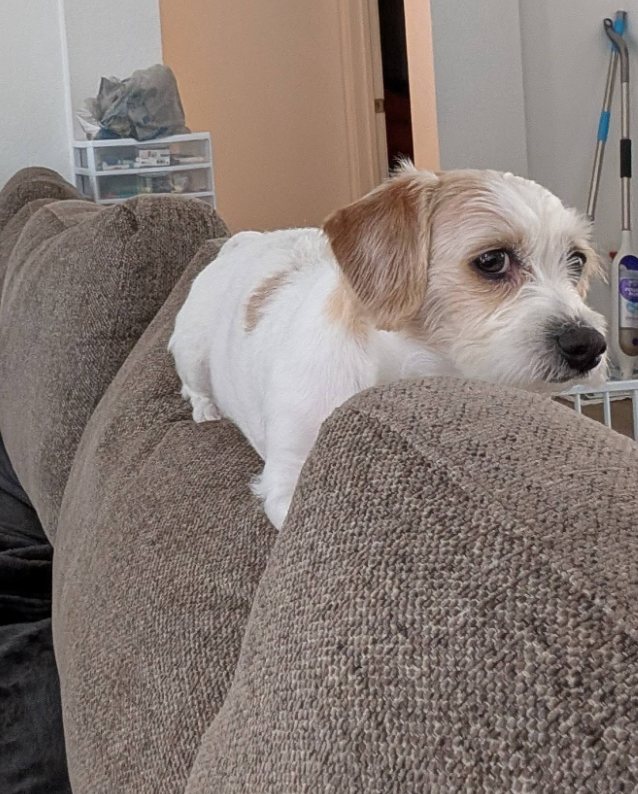 Guest dog relaxing on the couch