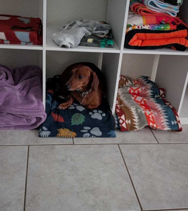 Dachshund relaxing in a cozy blanket cubby