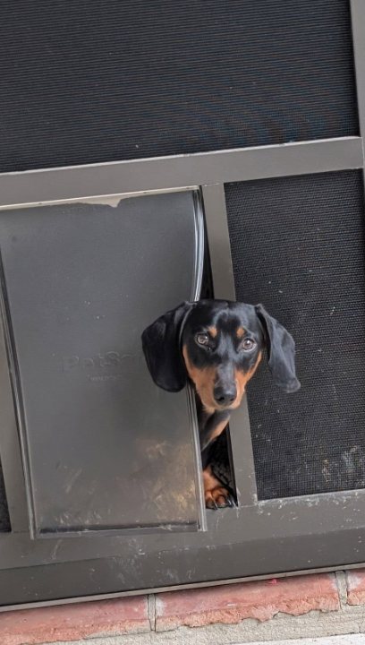 Dachshund peeking through the dog door