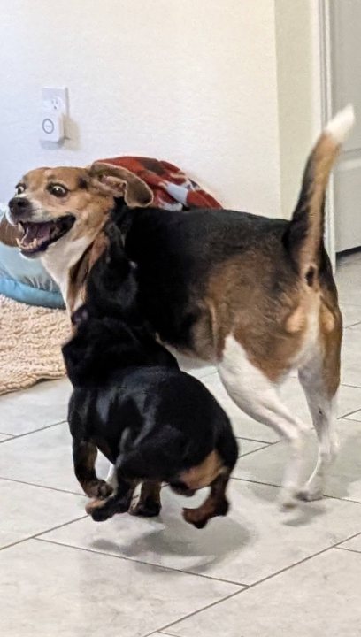 Guest dogs playing together