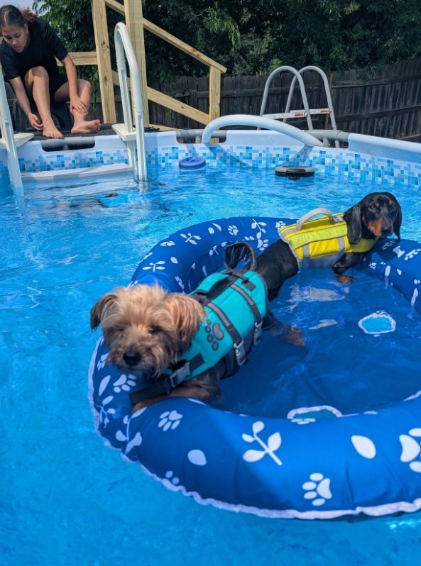 Guest dogs relaxing on a pool float
