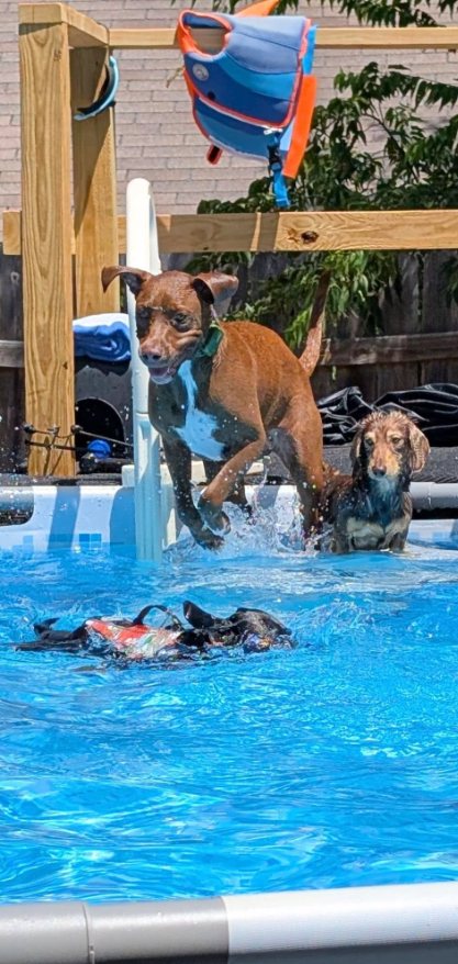 Guest dog jumping into the pool during supervised play
