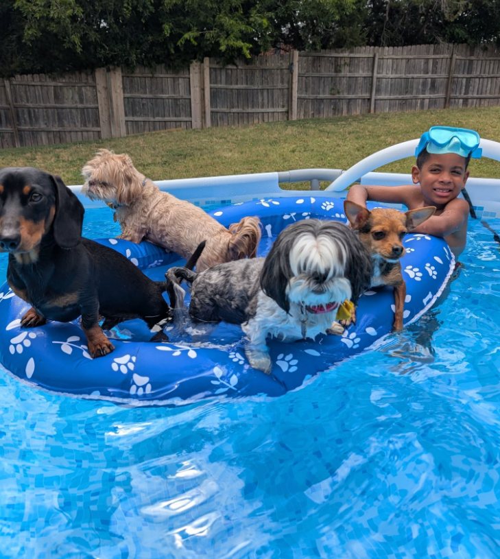 Guest dogs enjoying supervised pool time