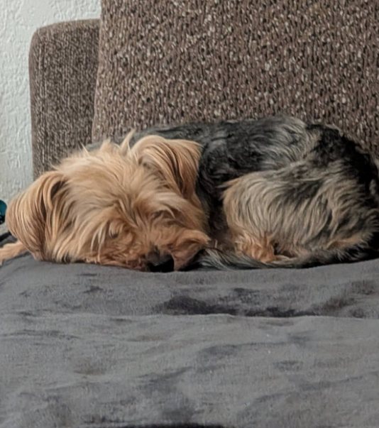 Guest dog napping comfortably on the couch