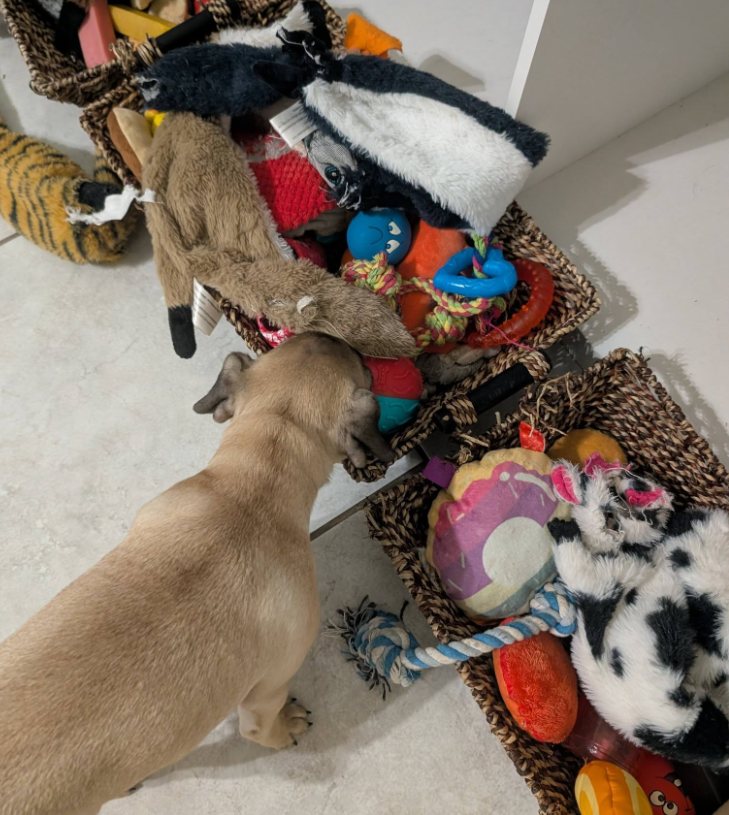 Guest dog choosing from toy baskets
