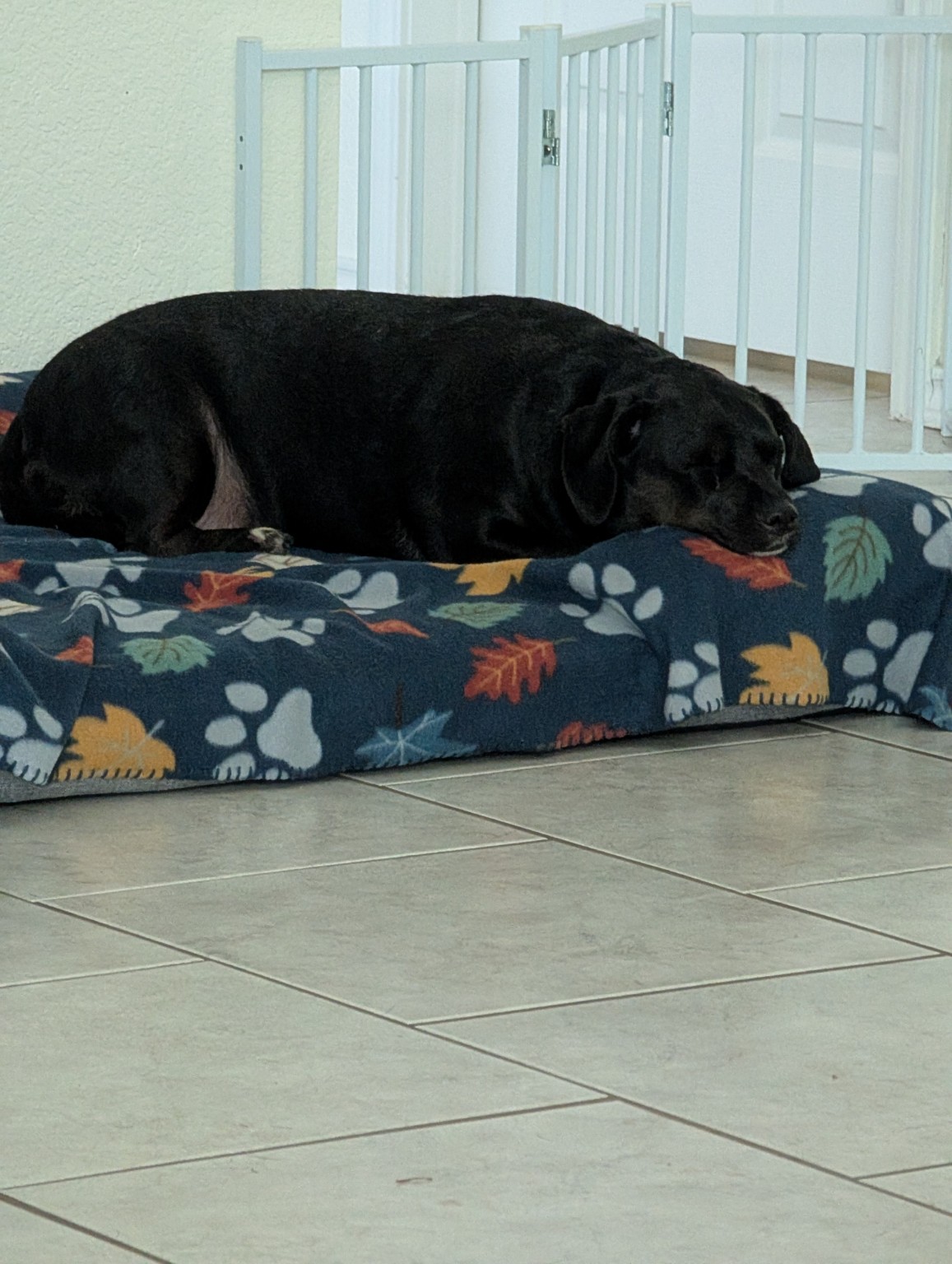 Dog sleeping comfortably